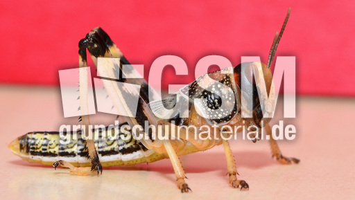 Afrikanische Wüstenwanderheuschrecke (11).jpg